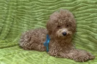 Maggie, a female Poodle - Toy  for sale in Buffalo, MO – 5 of 9