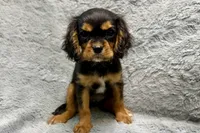 Scout, a male Cavalier King Charles Spaniel for sale in Buffalo, MO – 3 of 9