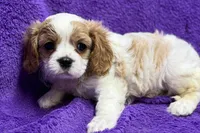Rachel, a female Cavalier King Charles Spaniel for sale in Buffalo, MO – 2 of 6