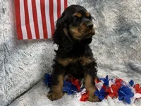 Stella, a female Cocker Spaniel for sale in Buffalo, MO – 6 of 7