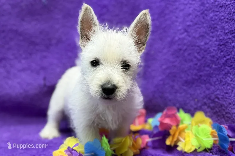 Lady – West Highland White Terrier puppy for sale in Buffalo, MO