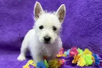 Lady, a female West Highland White Terrier for sale in Buffalo, MO – 1 of 5