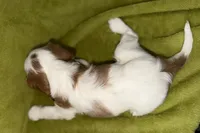 Tate, a male Cavalier King Charles Spaniel for sale in Buffalo, MO – 7 of 8