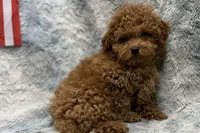 Bandit, a male Poodle - Toy  for sale in Buffalo, MO – 3 of 7