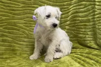 Poppy, a female West Highland White Terrier for sale in Buffalo, MO – 4 of 7