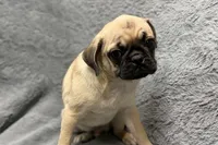 Jax, a male Pug for sale in Buffalo, MO – 2 of 4