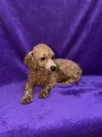 Maisy - ACA, a female Poodle - Toy  for sale in Buffalo, MO – 6 of 6