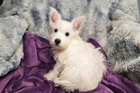 Winter, a female West Highland White Terrier for sale in Buffalo, MO – 8 of 9