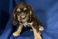Hattie, a female Cocker Spaniel for sale in Buffalo, MO – 4 of 7