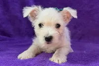 Whitley, a female West Highland White Terrier for sale in Buffalo, MO – 2 of 5