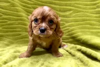 Rip, a male Cavalier King Charles Spaniel for sale in Buffalo, MO – 5 of 7