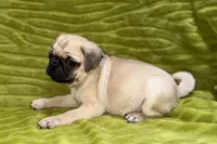 Jax, a female Pug for sale in Buffalo, MO – 4 of 7
