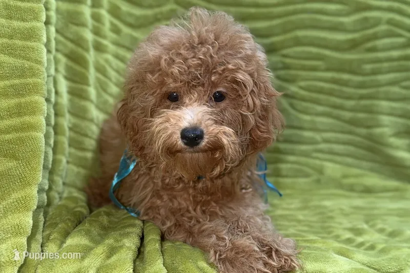 Maggie – Poodle - Toy  puppy for sale in Buffalo, MO