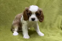 Landon, a male Cavalier King Charles Spaniel for sale in Buffalo, MO – 6 of 7