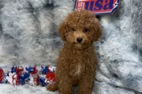 Maggie, a female Poodle - Toy  for sale in Buffalo, MO – 3 of 5