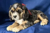 Heidi, a female Cocker Spaniel for sale in Buffalo, MO – 2 of 7
