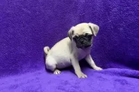 Jazzy, a female Pug for sale in Buffalo, MO – 5 of 7
