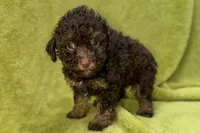 Oreo, a male Poodle - Toy  for sale in Buffalo, MO – 7 of 7