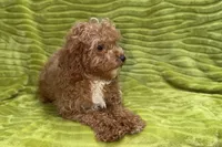 Lee, a male Poodle - Toy  for sale in Buffalo, MO – 4 of 9
