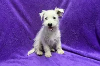 Paisley, a female West Highland White Terrier for sale in Buffalo, MO – 9 of 9
