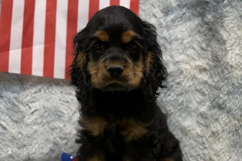 Stella – Cocker Spaniel puppy for sale in Buffalo, MO