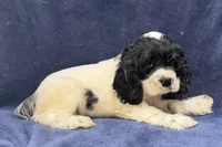 Chase, a male Cocker Spaniel for sale in Buffalo, MO – 4 of 5