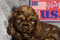 Mia, a female Cocker Spaniel for sale in Buffalo, MO – 2 of 7