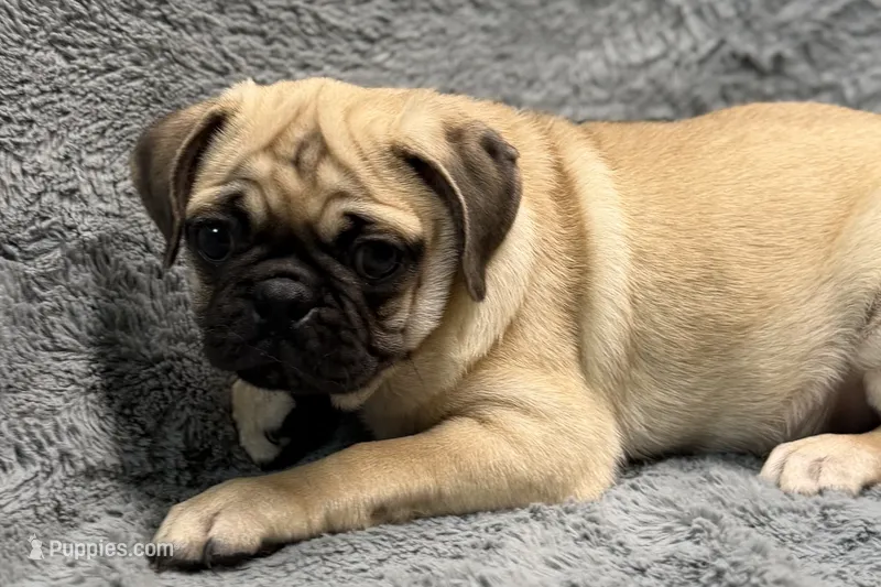 Jax – Pug puppy for sale in Buffalo, MO