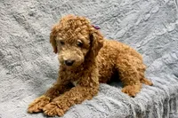 Maggie, a female Poodle - Toy  for sale in Buffalo, MO – 2 of 8