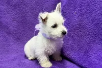 Lottie, a female West Highland White Terrier for sale in Buffalo, MO – 4 of 9