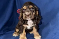 Hattie, a female Cocker Spaniel for sale in Buffalo, MO – 2 of 7