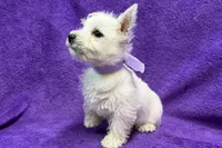 Lottie, a female West Highland White Terrier for sale in Buffalo, MO – 2 of 9