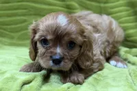 Rip, a male Cavalier King Charles Spaniel for sale in Buffalo, MO – 3 of 7
