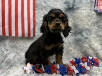 Stella, a female Cocker Spaniel for sale in Buffalo, MO – 3 of 7