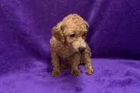 Maisy - ACA, a female Poodle - Toy  for sale in Buffalo, MO – 3 of 6
