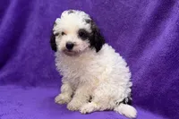 Lil Dixie, a female Poodle - Toy  for sale in Buffalo, MO – 4 of 9