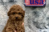 Bandit, a male Poodle - Toy  for sale in Buffalo, MO – 5 of 7