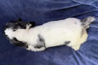 Chase, a male Cocker Spaniel for sale in Buffalo, MO – 5 of 5