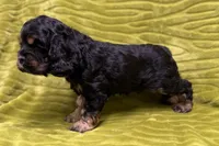 Spidey, a male Cocker Spaniel for sale in Buffalo, MO – Photo 8 of 9