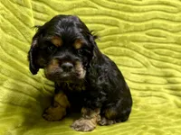 Spidey, a male Cocker Spaniel for sale in Buffalo, MO – Photo 9 of 9