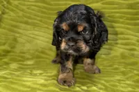 Spidey, a male Cocker Spaniel for sale in Buffalo, MO – Photo 3 of 9