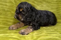 Spidey, a male Cocker Spaniel for sale in Buffalo, MO – Photo 6 of 9