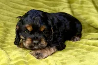 Spidey, a male Cocker Spaniel for sale in Buffalo, MO – Photo 2 of 9