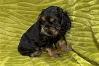 Spidey, a male Cocker Spaniel for sale in Buffalo, MO – Photo 4 of 9