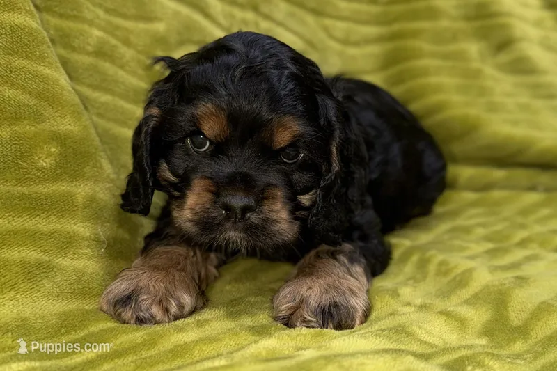 Spidey – Cocker Spaniel puppy for sale in Buffalo, MO