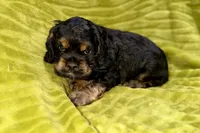 Spidey, a male Cocker Spaniel for sale in Buffalo, MO – Photo 7 of 9