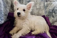 Winter, a female West Highland White Terrier for sale in Buffalo, MO – 9 of 9