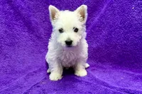 Laney, a female West Highland White Terrier for sale in Buffalo, MO – 6 of 6
