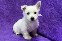Lottie, a female West Highland White Terrier for sale in Buffalo, MO – 5 of 9