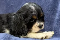 Casper, a male Cocker Spaniel for sale in Buffalo, MO – 2 of 7